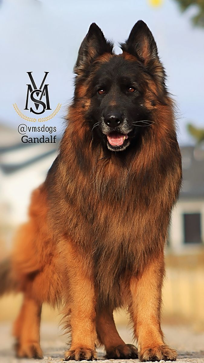 AKC Western Germany Line German Shepherd Pups