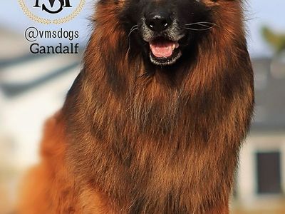 AKC Western Germany Line German Shepherd Pups