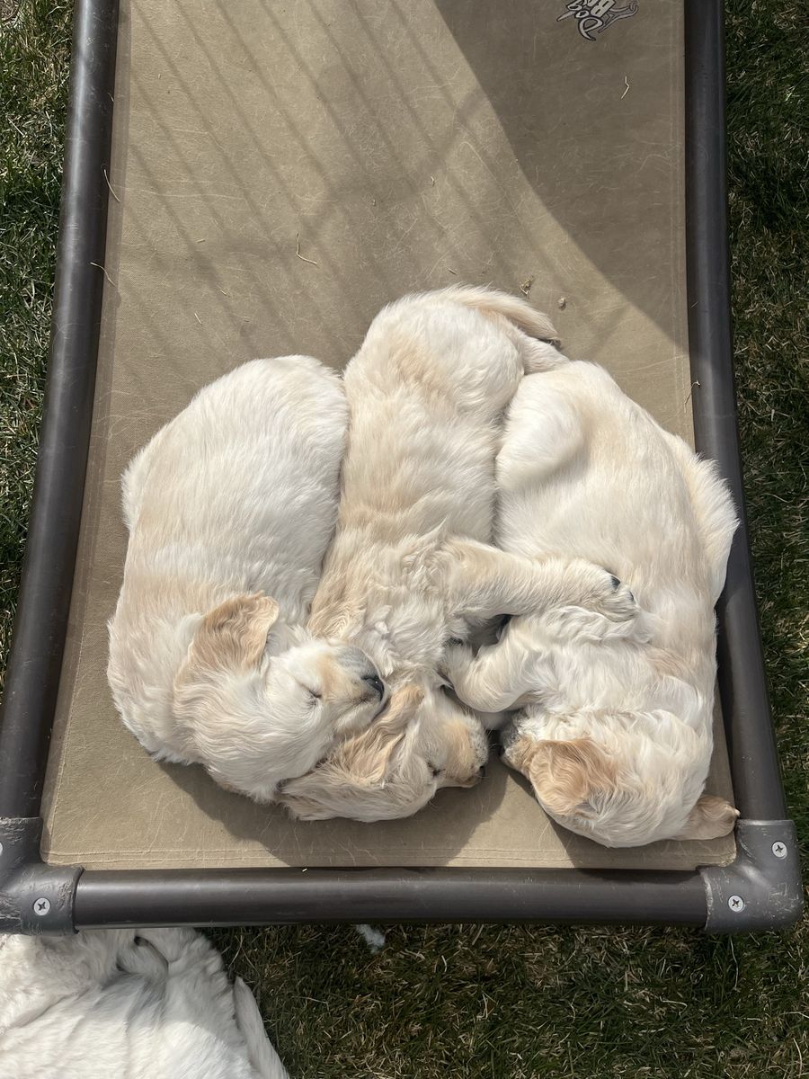 AKC Golden Retrievers