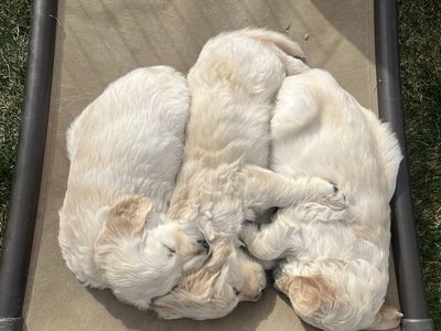 AKC Golden Retrievers