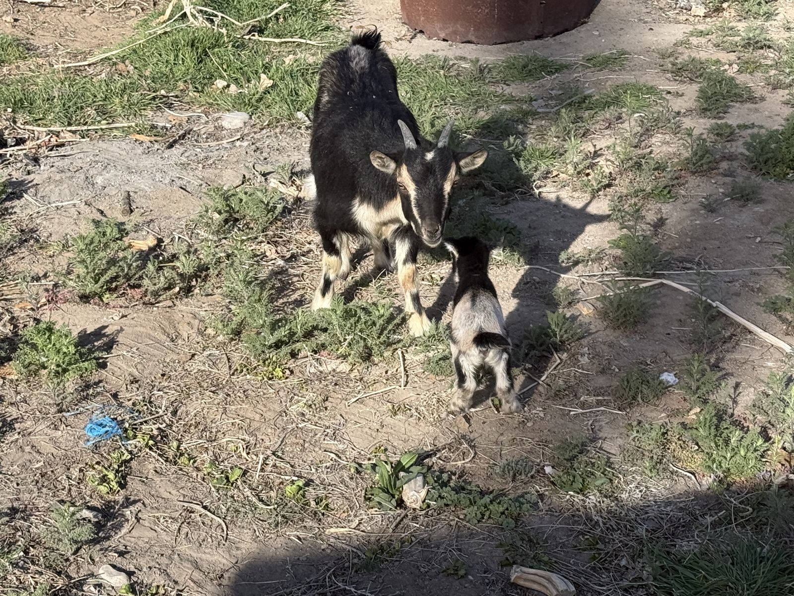 Pygmy Doe With Doeling