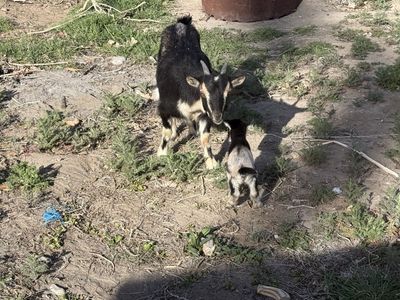 Pygmy Doe With Doeling