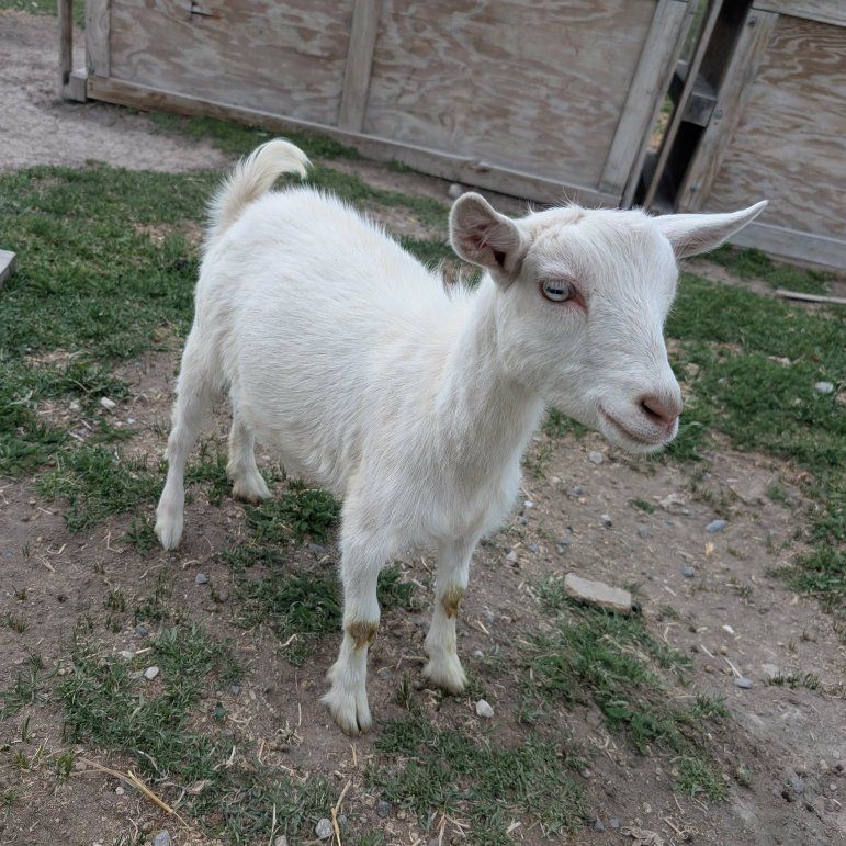 Nigerian dwarf doe in milk