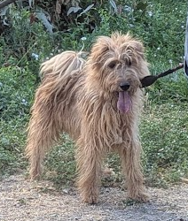 2 Hunters in the making - Irish Terrier/Wirehair Fox Terrier Mixes