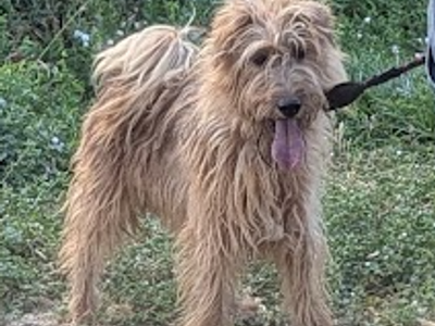 2 Hunters in the making - Irish Terrier/Wirehair Fox Terrier Mixes
