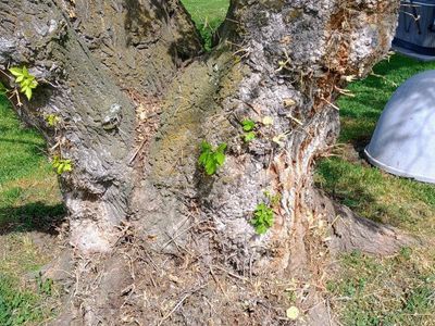 Box elder tree with lots of burl