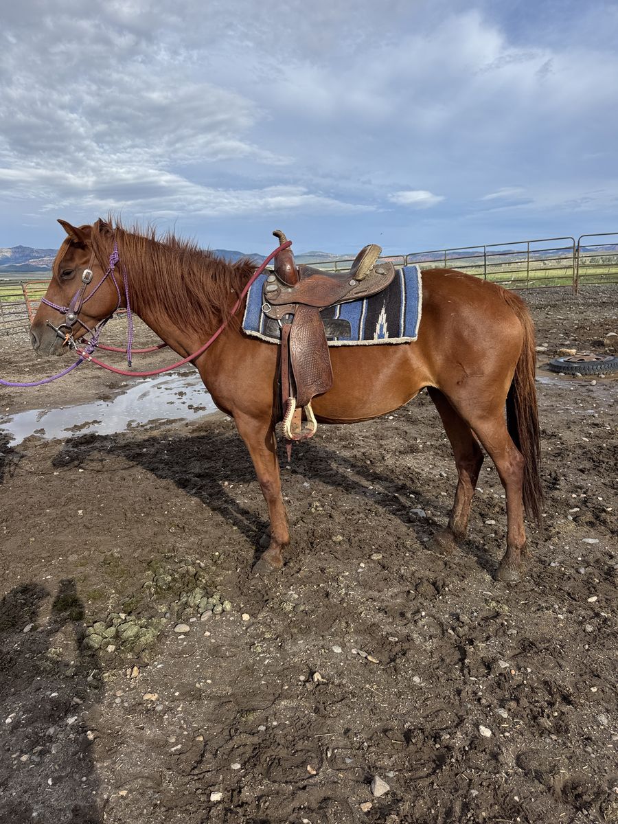 KID AND BEGINNER FRIENDLY MARE- DELIVERY AVAILABLE FOR A FEE