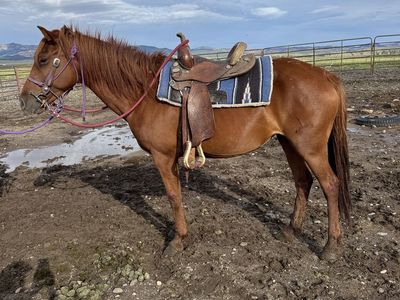 KID AND BEGINNER FRIENDLY MARE- DELIVERY AVAILABLE FOR A FEE