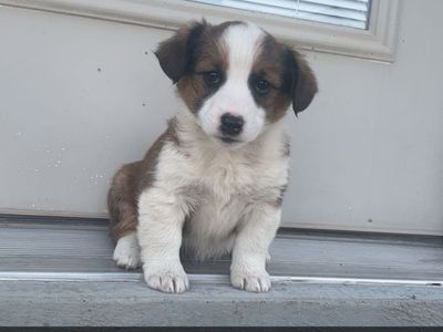 Corgi -Aussie puppies