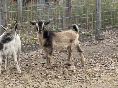 Nigerian Dwarf Doeling