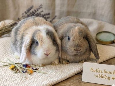 purebred Holland lop bucks