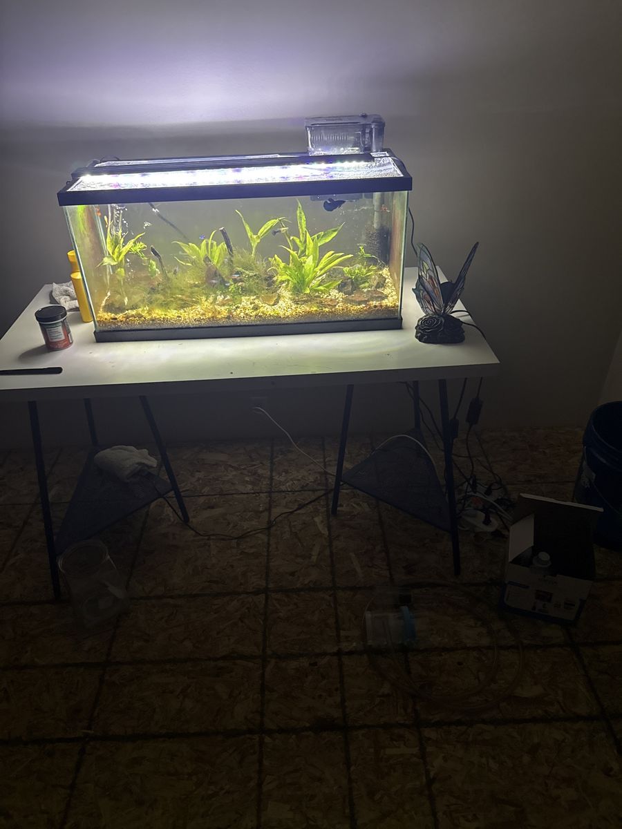 fish tank fully set up