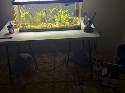 fish tank fully set up