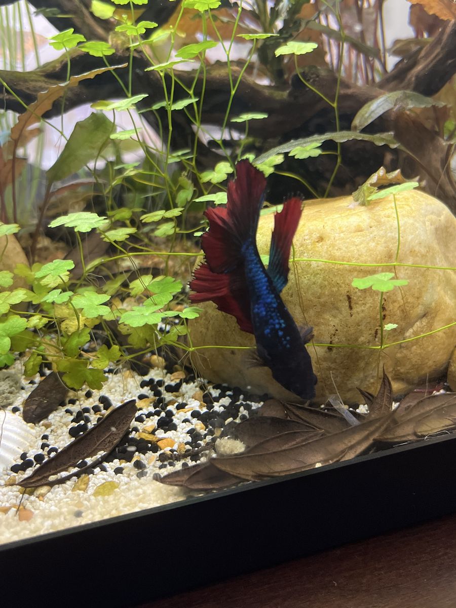 female long fin “koi” betta