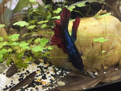 female long fin “koi” betta