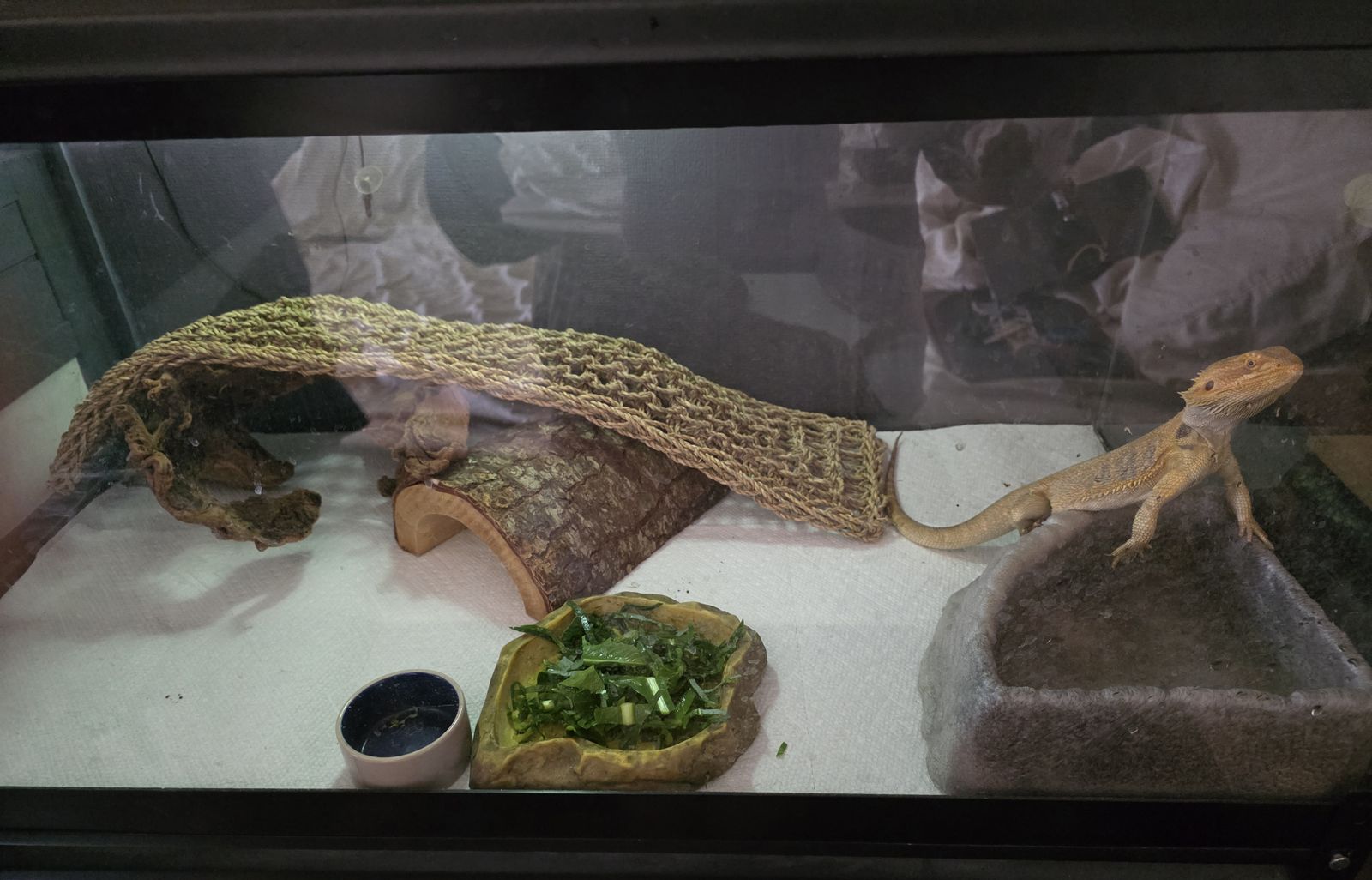 Rehoming bearded dragon