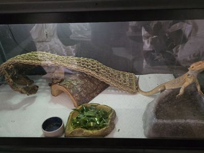 Rehoming bearded dragon