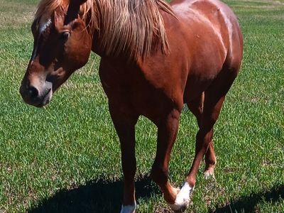 2 year old GELDING APHA registered, ready to start. Hollywood Dun It breeding