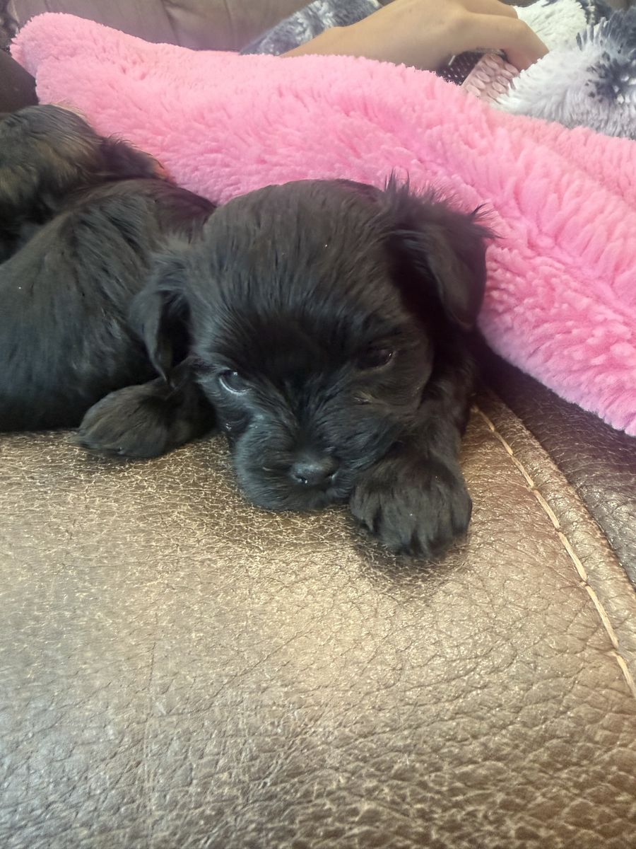 Black Yorkie male