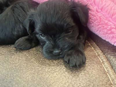 Black Yorkie male