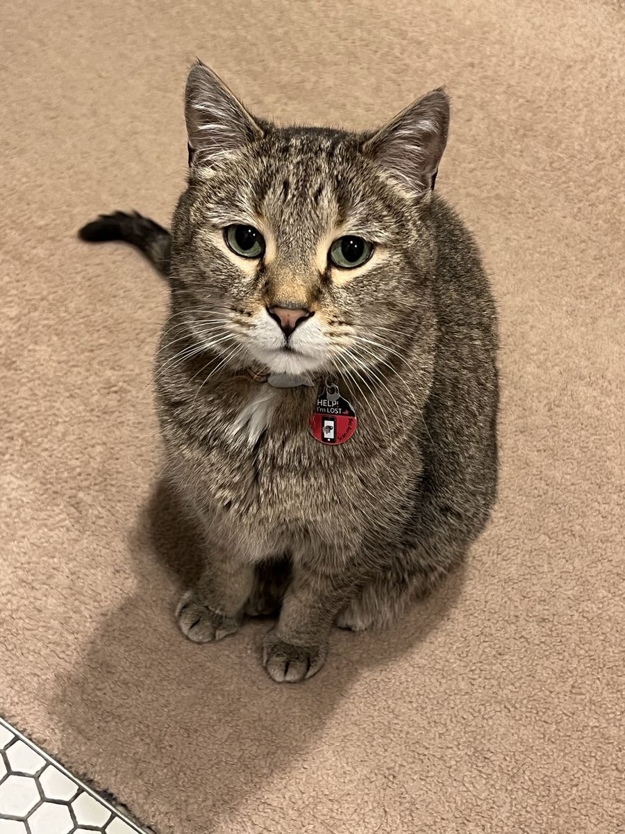 Sweetie Boy Free to a Good Home