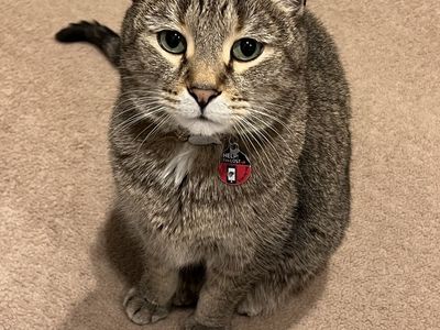 Sweetie Boy Free to a Good Home