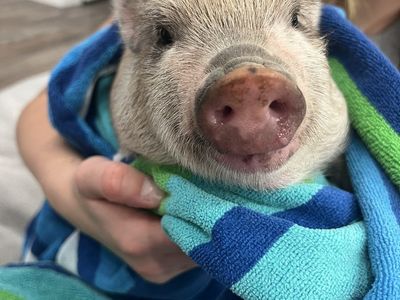 6 week old Mini Juliana pigs