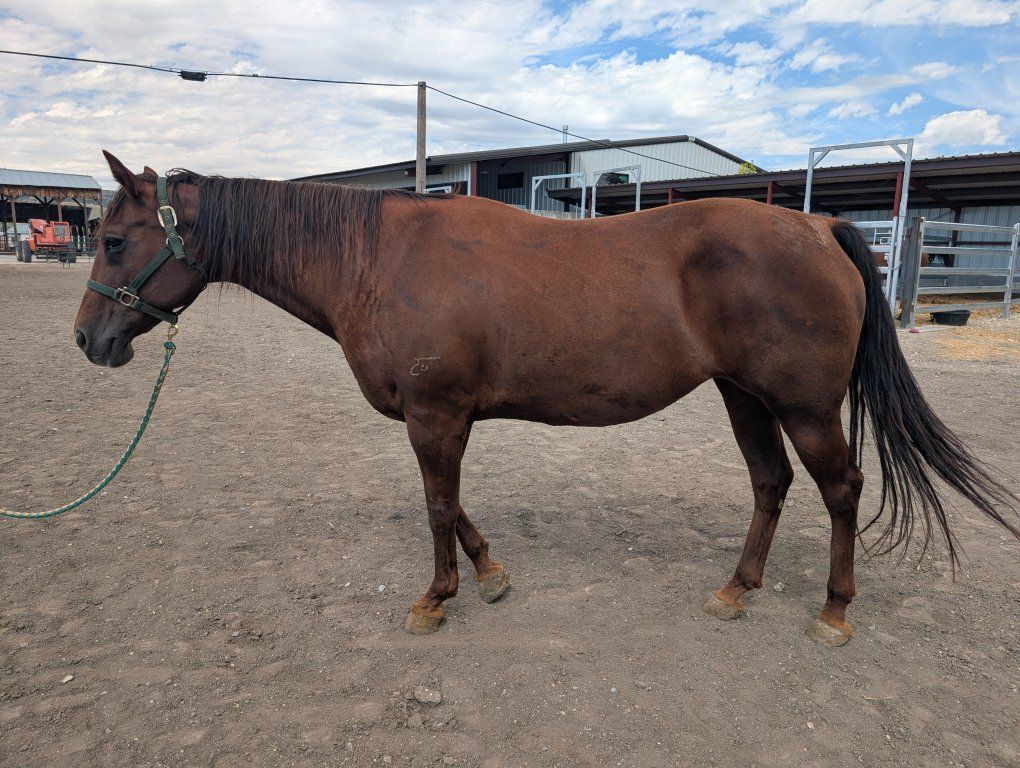 Sweetest Sorrel Mare