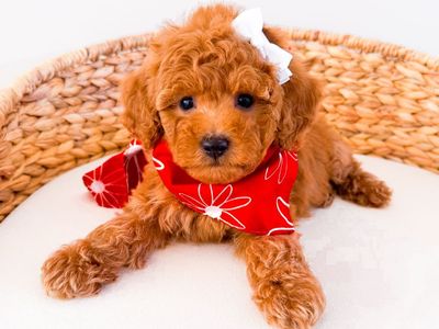 Tiny Petite Goldendoodle Girl Multigen Mini Goldendoodle Ready Now Golden Doodle