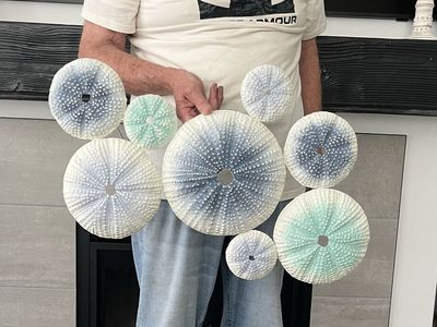 29” Decor Sea Urchin Shell Cluster Coastal Wall Art Set