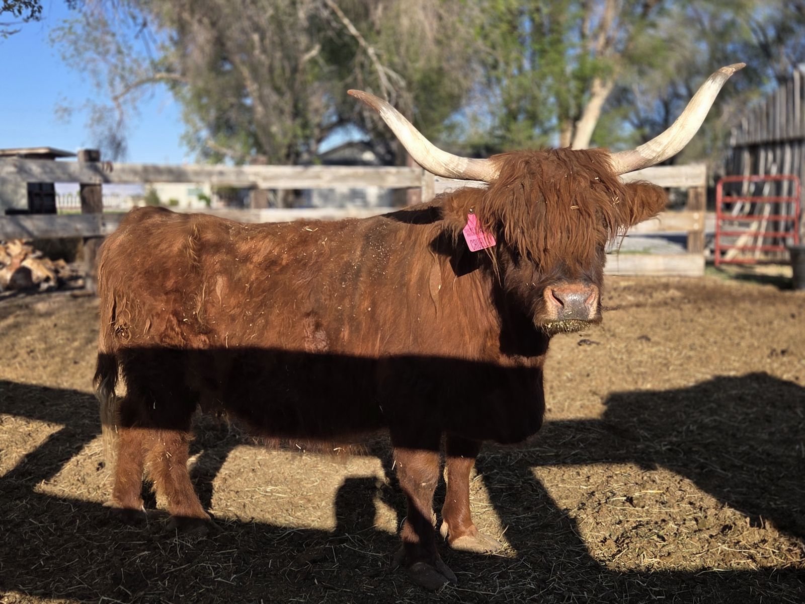 Scottish highland cow