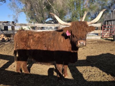 Scottish highland cow