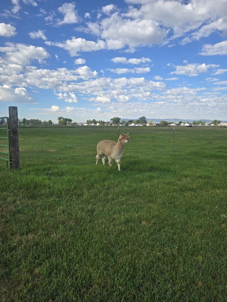 Alpacas Looking for a New Home