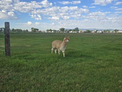 Alpacas Looking for a New Home