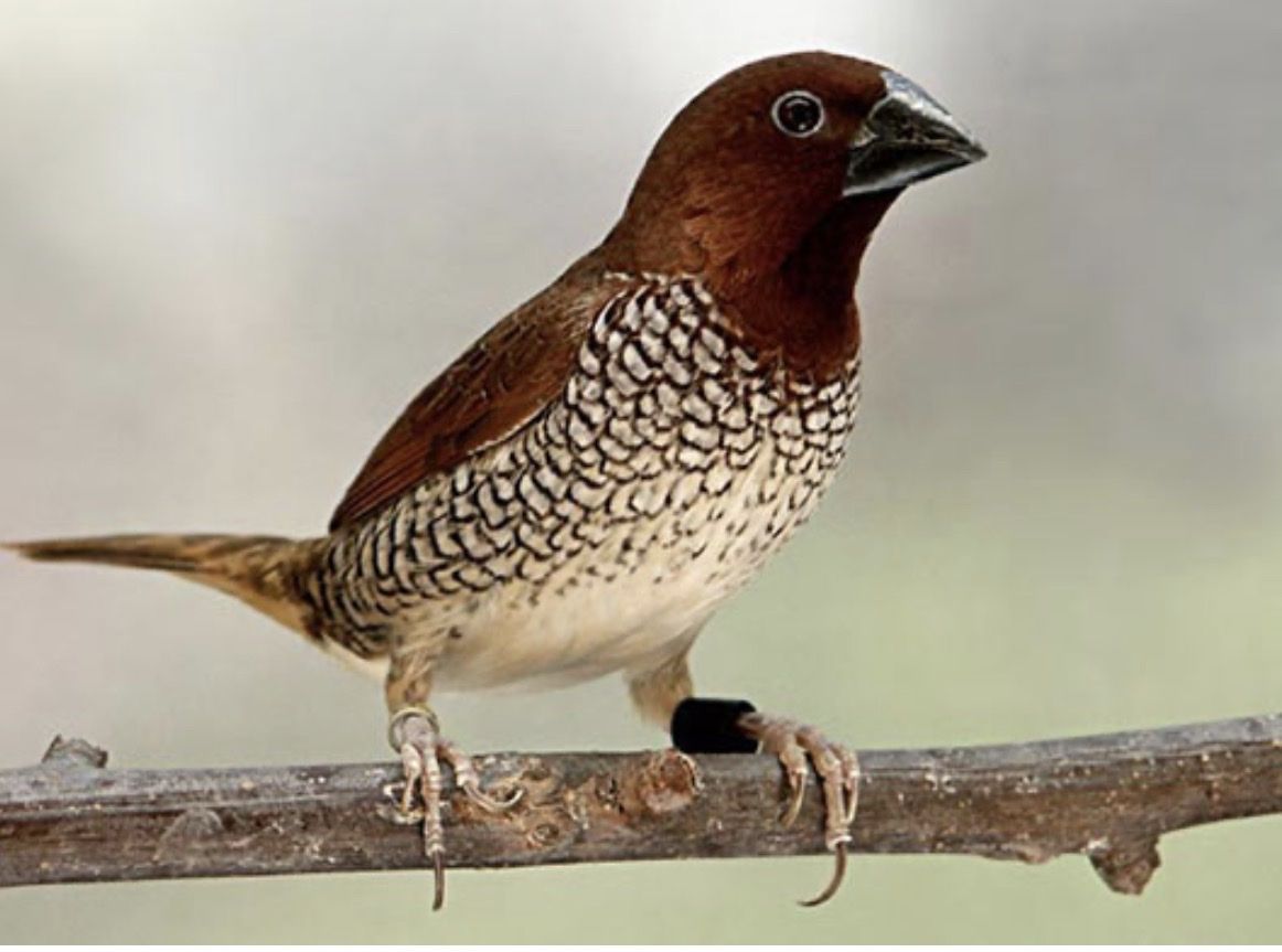 Scaly-Breasted Munia Finch “Spice Finch”