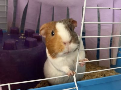 2.5 year old female Guinea Pig