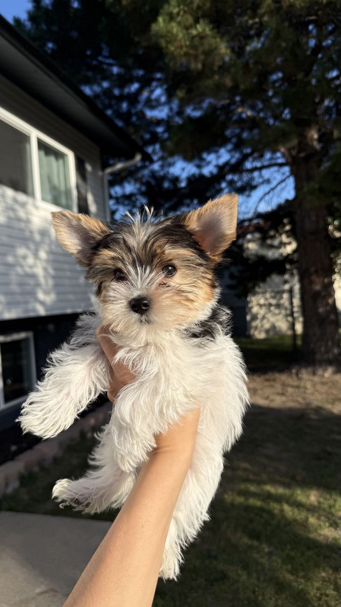 AKC Yorkie Puppies For Sale!!