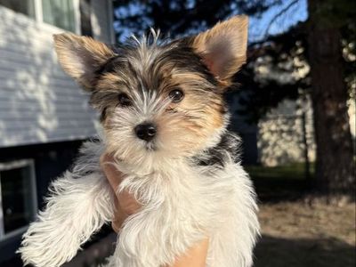 AKC Yorkie Puppies For Sale!!