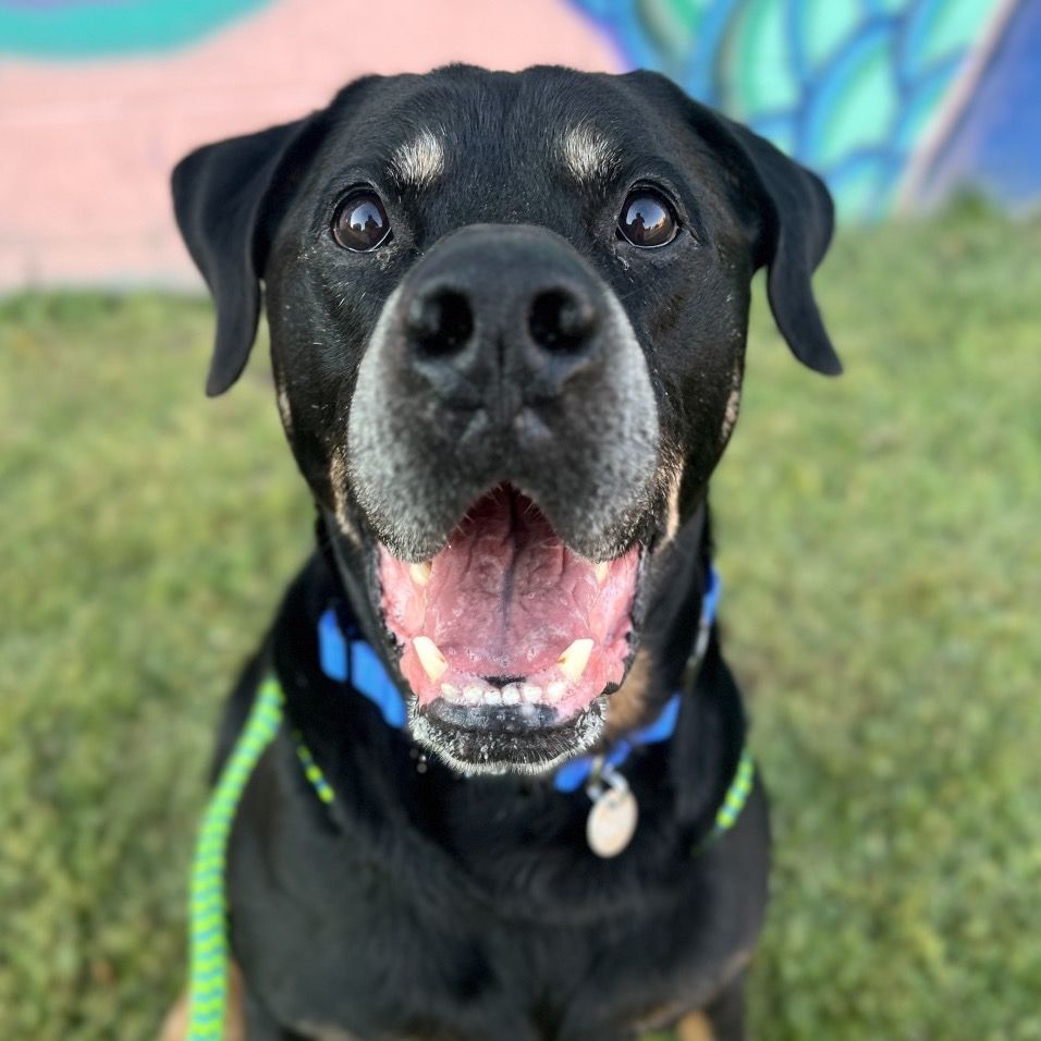 Hello my name is Ranger