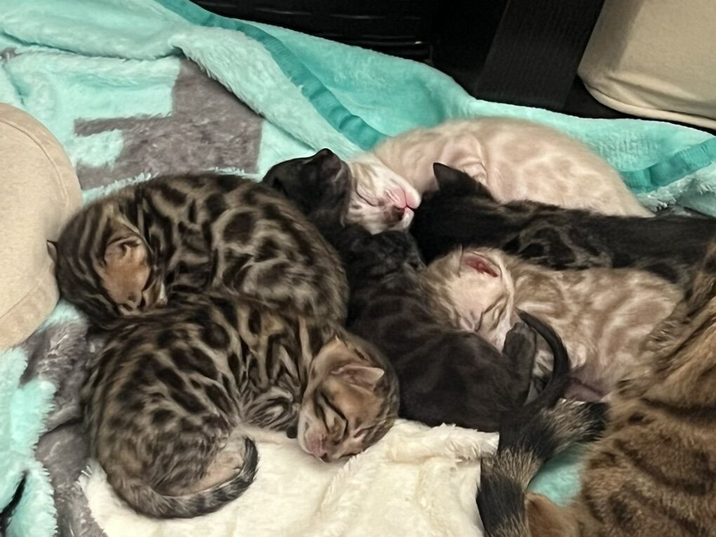 Stunning Bengal Kittens!