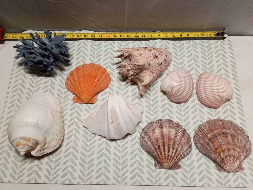 Large Sea Shell Collection