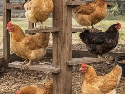 Buscando Gallinas Mayores de Un año.