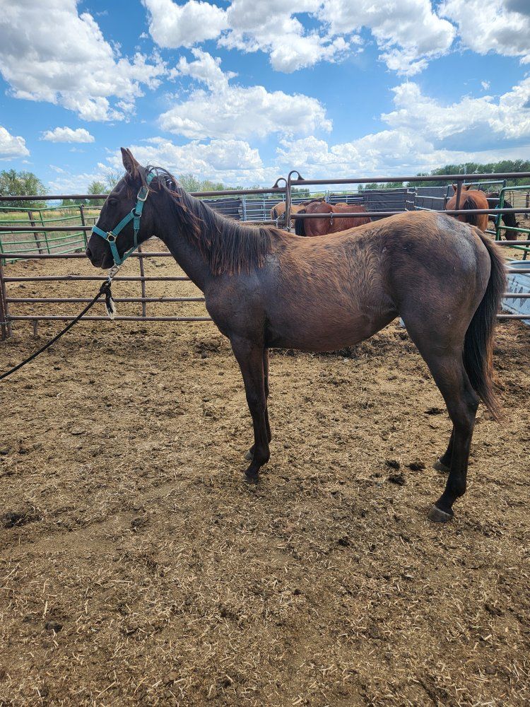 Yearling Filly