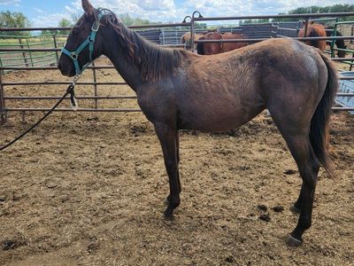 Yearling Filly