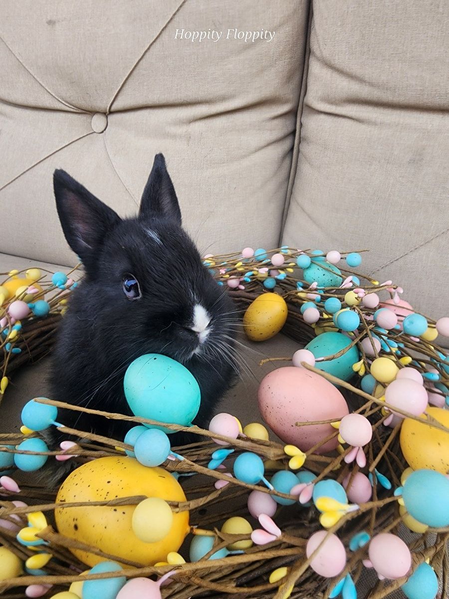 Black VM Netherland Dwarf Buck