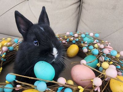 Black VM Netherland Dwarf Buck