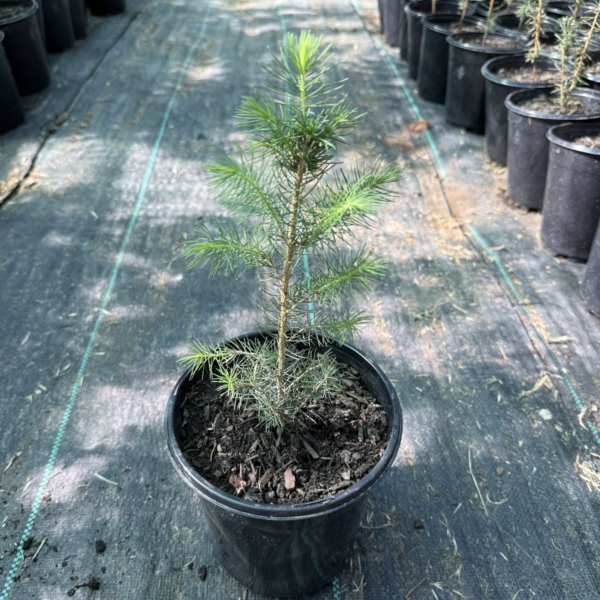 Norway Spruce Tree Seedlings in 1 Gallon Pots