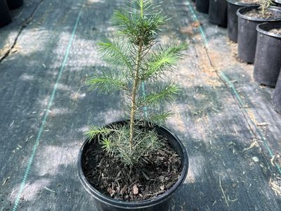 Norway Spruce Tree Seedlings in 1 Gallon Pots