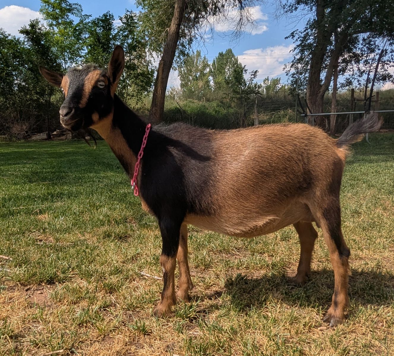 ADGA Registered Nigerian Dwarf Goat Yearling