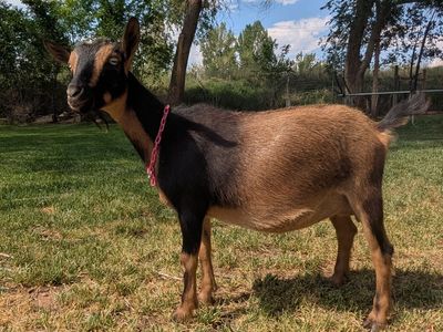 ADGA Registered Nigerian Dwarf Goat Yearling